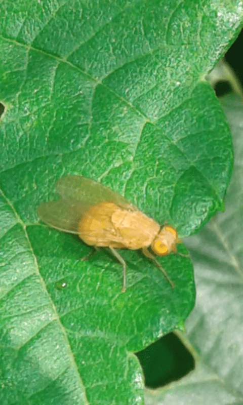 Lauxaniidae?  Forse...